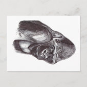 GORILA ポストカード (正面)