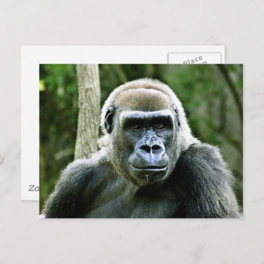 Gorillaプロファイルはがき ポストカード (正面/裏面)