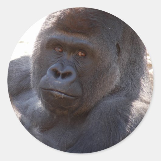 Gorilla_004 ラウンドシール (正面)