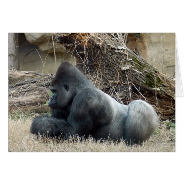 Gorilla_005 (正面横)