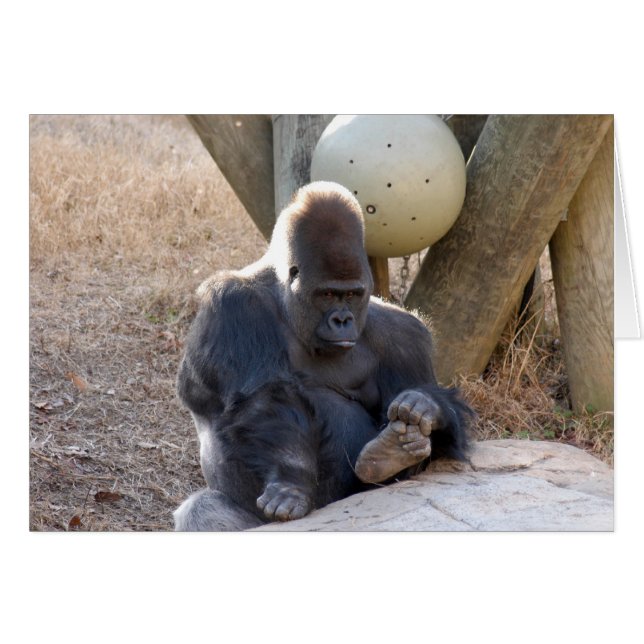Gorilla_007 (正面横)