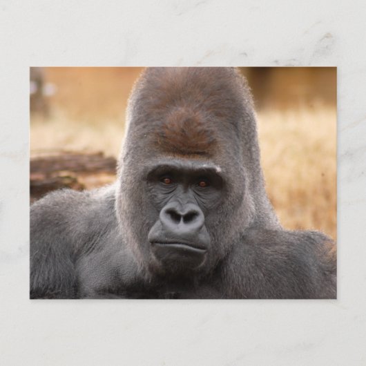 Gorilla_018 ポストカード (正面)