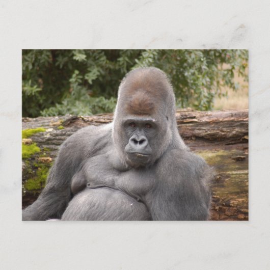 Gorilla_021 ポストカード (正面)