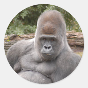 Gorilla_021 ラウンドシール