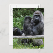 Gorilla Ape Primate Wildlife動物写真 ポストカード (正面/裏面)