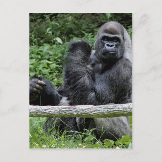 Gorilla Ape Primate Wildlife動物写真 ポストカード