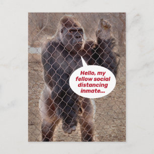 Gorilla Jailおもしろいの被収容者のシェルター ポストカード