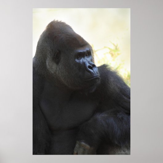 Gorilla Kazeポスター–40x60 – その他のサイズ利用可能 ポスター (正面)