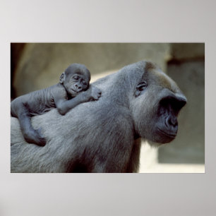 Gorilla Mother and Baby ポスター