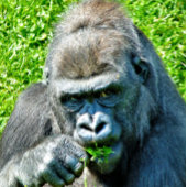 GORILLAS ジグソーパズル