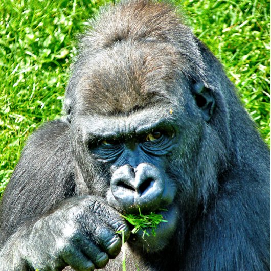 GORILLAS ジグソーパズル