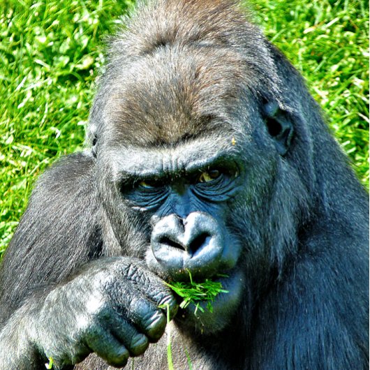 GORILLAS マウスパッド