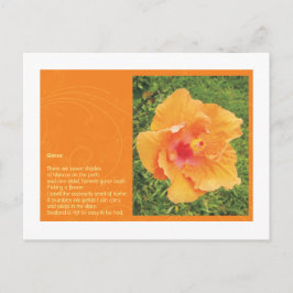Gorse ポストカード