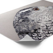 Goshawk ポスター (角)