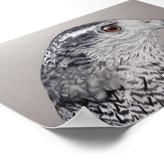 Goshawk ポスター (角)