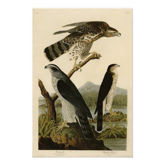 Goshawk, Stanley Hawk, Audubon's Birds of America フォトプリント (正面)