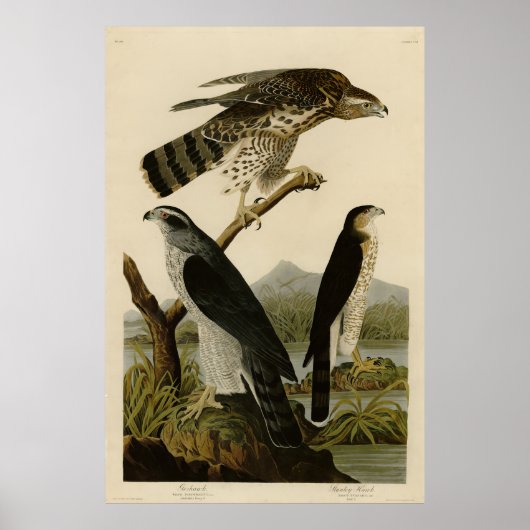 Goshawk, Stanley Hawk, Audubon's Birds of America ポスター (正面)