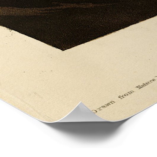 Goshawk, Stanley Hawk, Audubon's Birds of America ポスター (角)