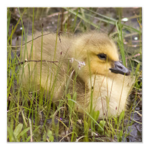 Gosling in the Reeds Photographyプリント フォトプリント