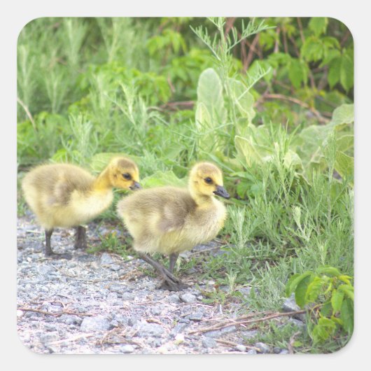 Goslings Photo Stickers スクエアシール (正面)