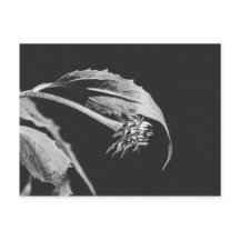 Gothic Wilting Flower Photo Reprint