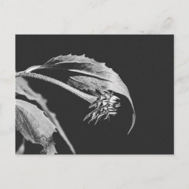 Gothic Wilting Flower Photo Reprint ポストカード