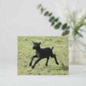 Gotlandの羊はがきから子羊 ポストカード (スタンド正面)