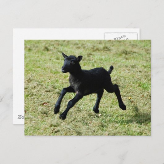 Gotlandの羊はがきから子羊 ポストカード (正面/裏面)
