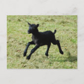 Gotlandの羊はがきから子羊 ポストカード (正面)