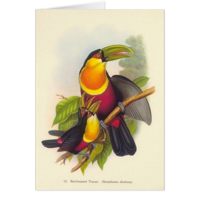 Gould -赤Breasted Toucan (正面)