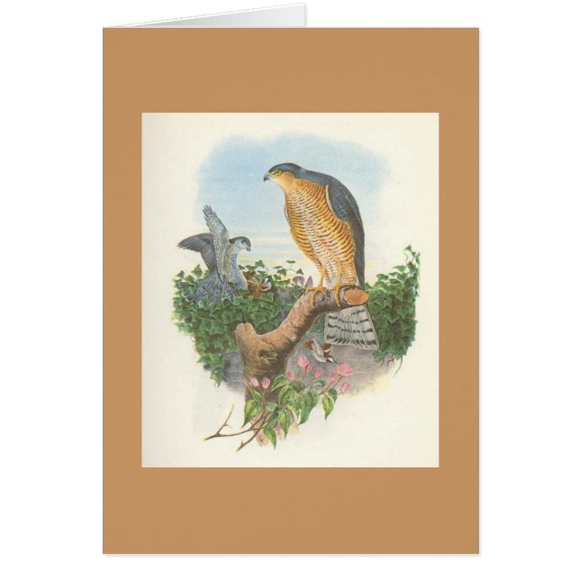 Gould - Accipiterのnisus Sparrowhawk (正面)