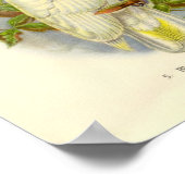 Gould - Blue-Eyed Cockatoo Portfolio Poster ポスター (角)