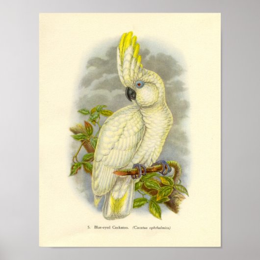 Gould - Blue-Eyed Cockatoo Portfolio Poster ポスター (正面)