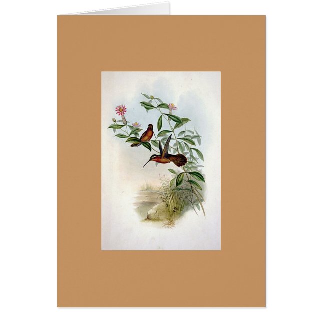 Gould - Dohrnの隠者のハチドリ (正面)