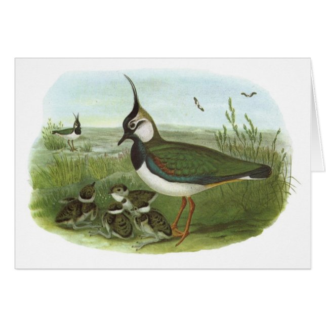 Gould - Lapwing - Vanellusのvanellus (正面横)