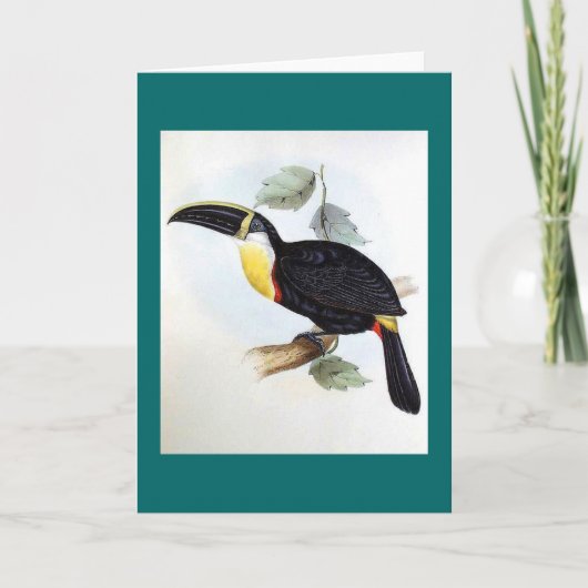 Gould - Osculant Toucan カード (正面)