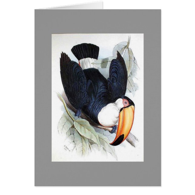 Gould - Toco Toucan (正面)