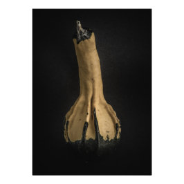 Gourds No 5色版 フォトプリント