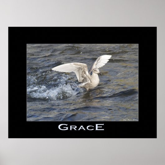 GRACE Sea-Gull Landing写真ポスター ポスター (正面)