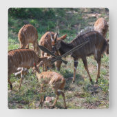 Graceful Nyala Antelope in Africa スクエア壁時計 (正面)
