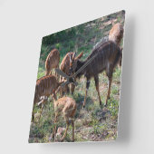 Graceful Nyala Antelope in Africa スクエア壁時計 (傾斜)