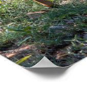 Graceful Nyala Antelope in Africa ポスター (角)