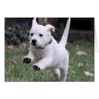 Gracieの黄色い(白い)実験室