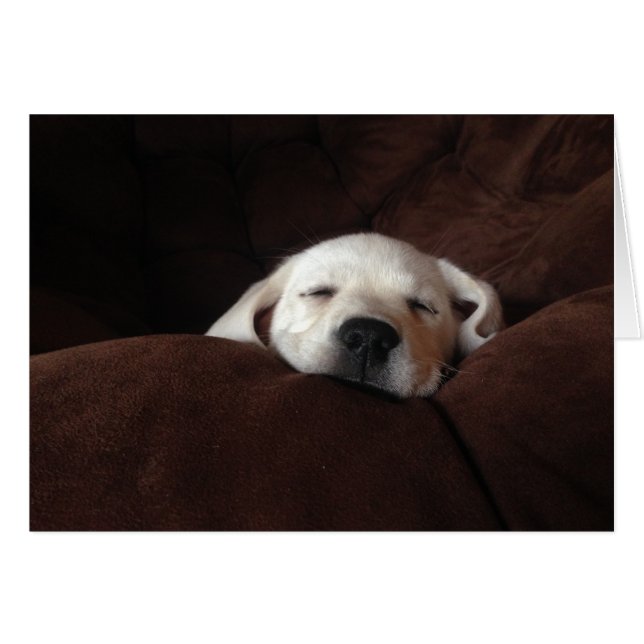 Gracie睡眠 (正面横)