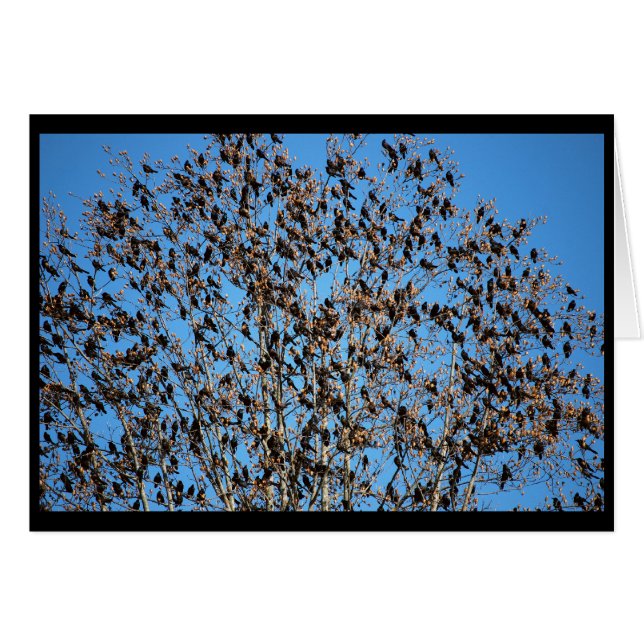 Gracklesカード (正面横)