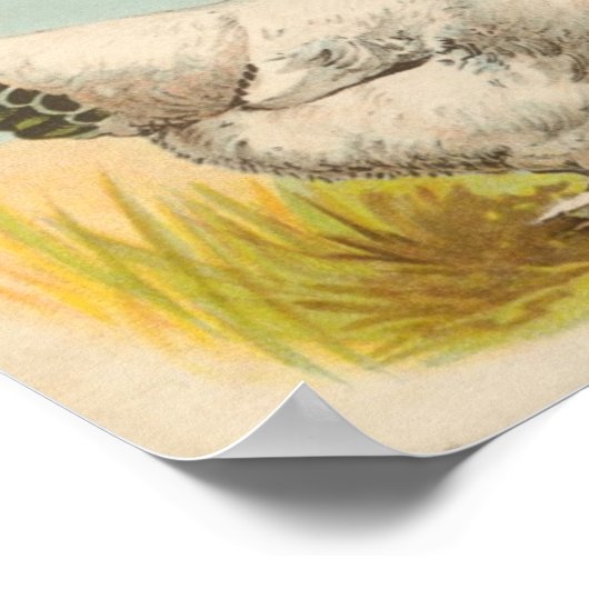 Graham - Light Brahma Chickens Portfolio ポスター (角)