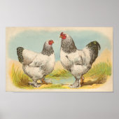 Graham - Light Brahma Chickens Portfolio ポスター (正面)