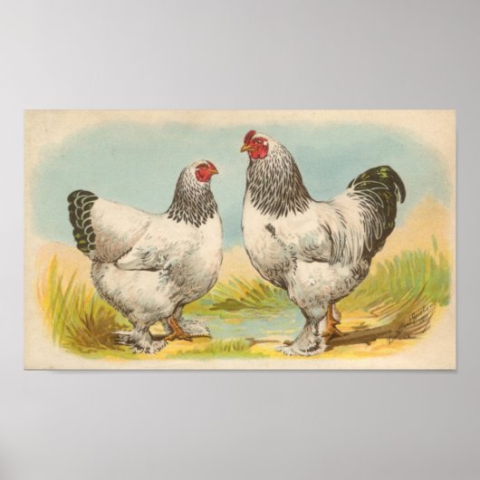 Graham - Light Brahma Chickens Portfolio ポスター (正面)