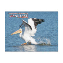 Grand Lake Oklahomaポストカードペリカン16v1