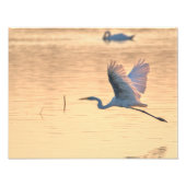 Grande aigrette フォトプリント            (正面)